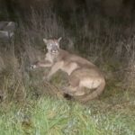 PUMA Bahía Blanca, Provincia de Buenos Aires, Argentina