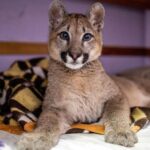 Puma Ricardo y Samuel Iturralde sa 30 de Agosto, Provincia de Buenos Aires, Argentina